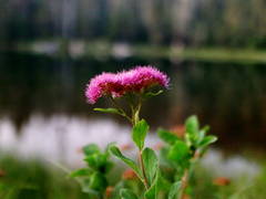 Alpine Lake Wildflower