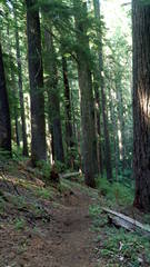 Deeply Shaded Santiam Woods