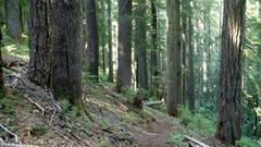 Deeply Shaded Santiam Woods2