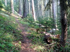 Deeply Shaded Trail North Of Bunchgrass Ridge