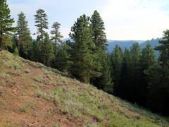 Morning Trail In Warner Range