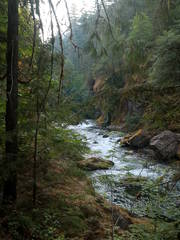 Salmon Creek Near Oakridge