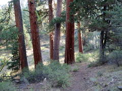 Typical Trail In Warner Range
