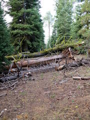 Typical Warner Range Blow-Down